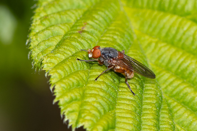 Brachyopa sp [Syrphidae- Hoverflies]