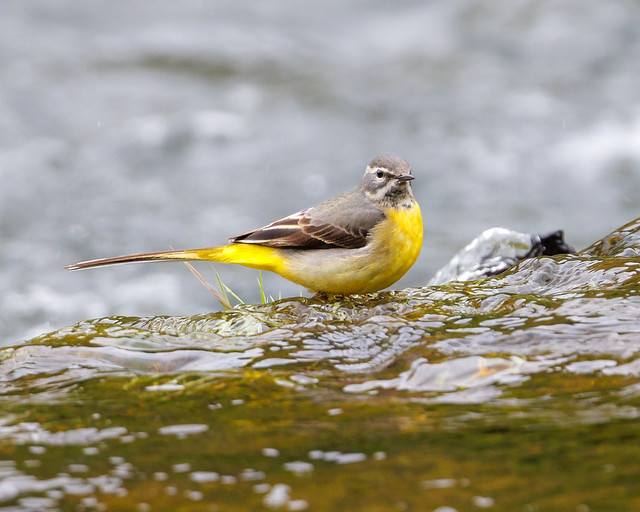 Grey Wagtail on the river Wye in Derbyshire
