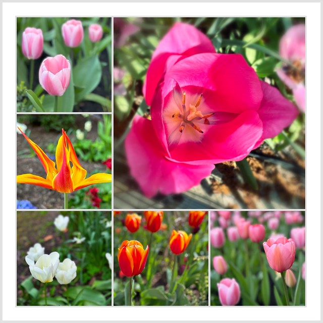 Today’s Tulips