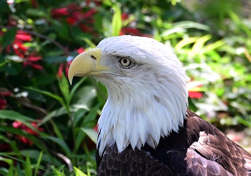 2092ex2inP  Maintaining Focus rescued Bald Eagle at the Cincinnati Zoo


&lt;b&gt; Jenny Pansing photos&lt;/b&gt;
