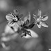 Wildflowers of Andalucia in monochrome