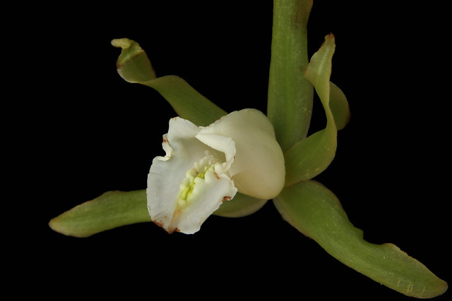 Vanilla angustipetala Schltr.