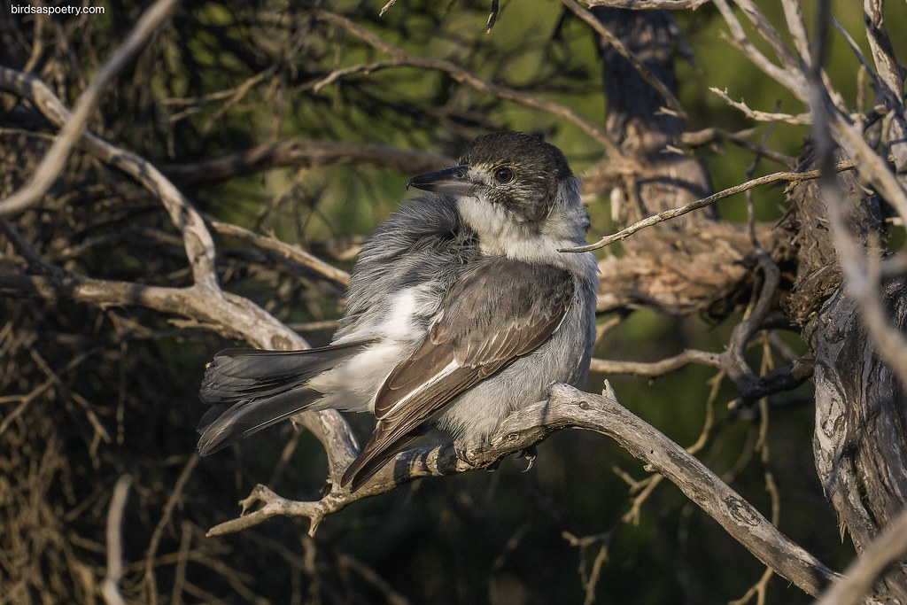 Grey Butherbird: Secure Spot