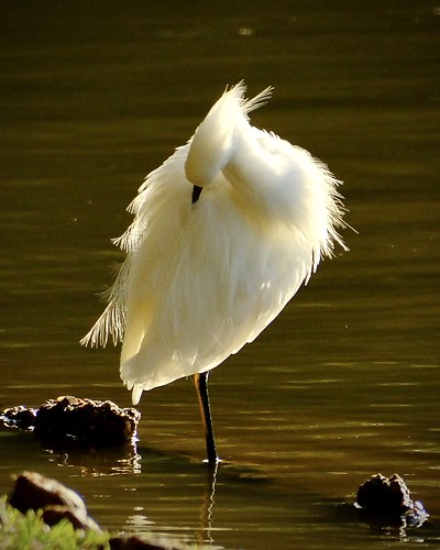 Golden Hour Snowy Egret, &lt;i&gt;Egretta thula&lt;/i&gt;, preening as the Sun  rises over the trees.
Happy Feather Friday!