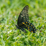 _GTL1782-CR3_DxO_DeepPRIMEXD Black Swallowtail butterfly #lepidopteragallery #instagram