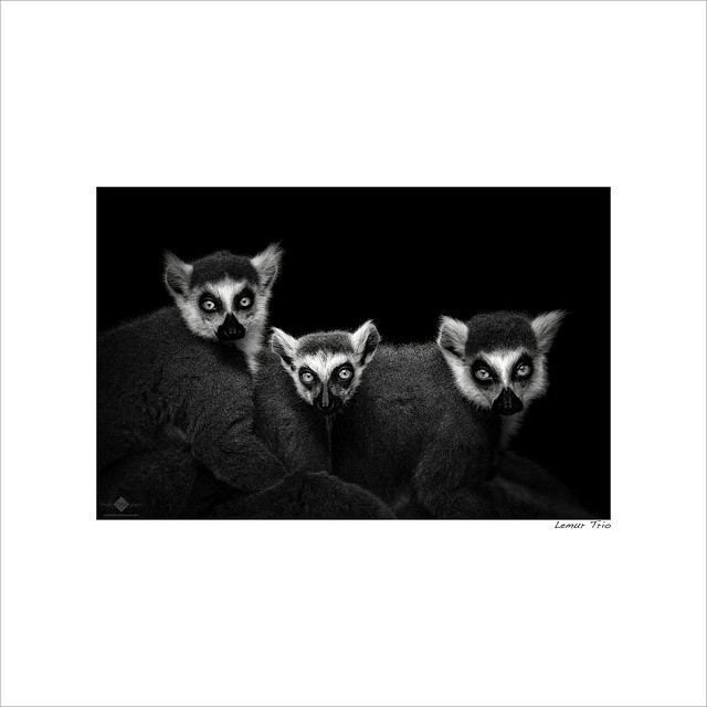 Lemur Trio