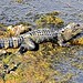 “Alligator at Huntington Beach State Park”
