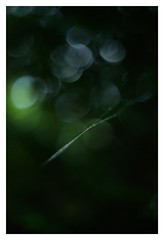 #SONY #ILCE7M2 #a7ii #Sonyimages #40mm #voigtlander #nokton #nokton40mmf14sc  #botanical  #plant #plantart #botanicalphotography #botanicalart #bokeh #Depthoffield #dof #Asia #Tokyo #Japan #吉祥寺 #井の頭恩賜公園 #武蔵野市 #shinikegamigreen