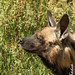 Ostafrikanische Streifenhyäne (Hyaena hyaena dubbah)