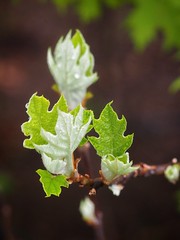 New Oakleaf Hydrangea Leaves