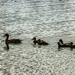 Duckling 2019 06 08 11 Stansberry Lake, Washington 2019