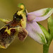Verschiedenlippige Ragwurz (Ophrys heterochilla)