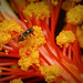 bug in hibiscus