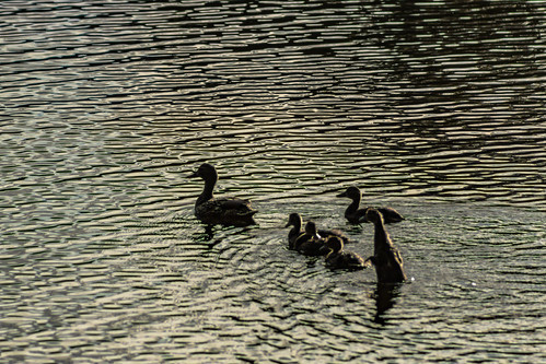 Duckling 2019 06 08 06 Stansberry Lake, Washington 2019