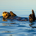 Sleepy sea otter greets the dawn
