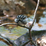 Black and White Warbler - bath time