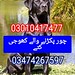 Army dog center chishtian 03010417477
