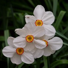 Poetu2019s Narcissus