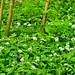 Wild Garlic (Allium ursinum) | Auwald Klosterneuburg
