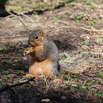 Fox Squirrels in Ann Arbor at the University of Michigan on March 29th, 2024 Fox squirrels on campus at the University of Michigan.  Taken on Friday March 29th, 2024.  Wishing you joy, health, and peace wherever you are.  