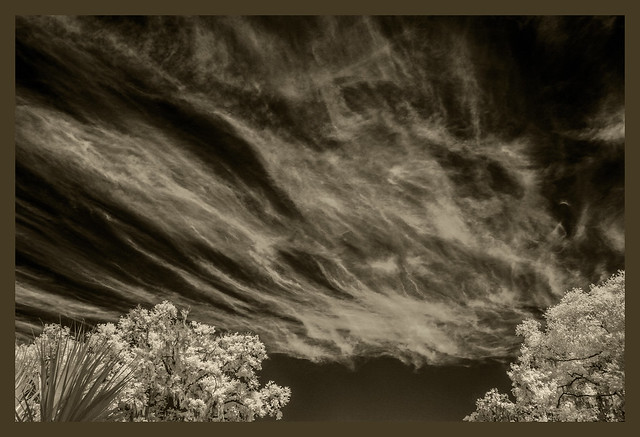 Cirrus Clouds and Trees IR 2024
