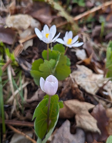 Bloodroot With an equally bloody Latin name, Sanguinaria canadensis. At Laughing Whitefish Falls