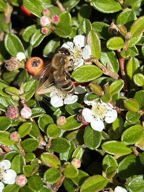 IMG_9298_Honeybee on cotoneaster