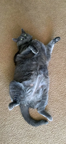 Yuba's Lack of Modesty Yuba resting on his back on the living room floor, showing a profound lack of modesty. This was at our old house in California in May of 2015.