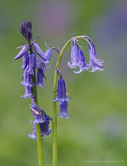 Stacked bluebell