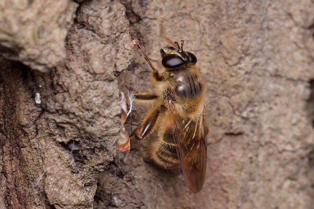 Criorhina pachymera (Syrphidae), female