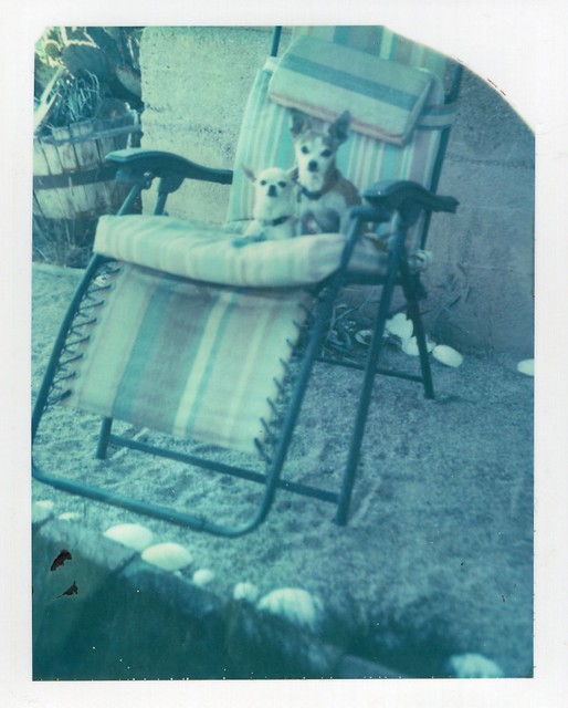 dogs on a folding lounge chair