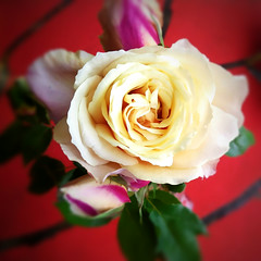 Premiu00e8re rose du jardin, du coeur jaune, les pu00e9tales extu00e9rieurs se teintent de rose pu00e2le.