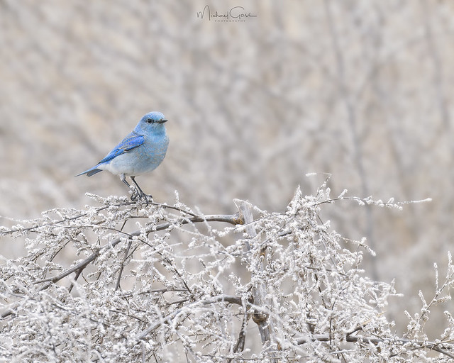 Mountain Bluebird V