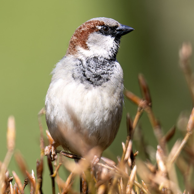 Huismus-House sparrow (Passer domesticus)