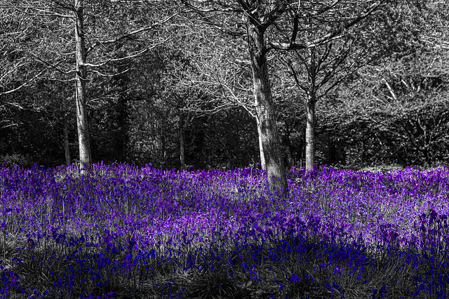2024 (365 challenge No. 2) - Week 17 (A walk in the woods) - Day 6 - bluebells on black&white background