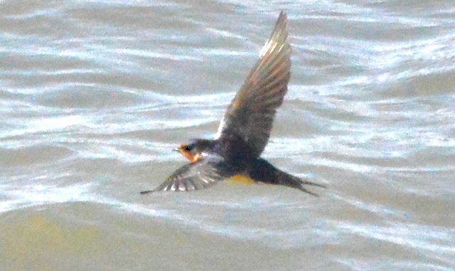 Barn Swallow, flying low over San Francisco Bay  DSC_0171