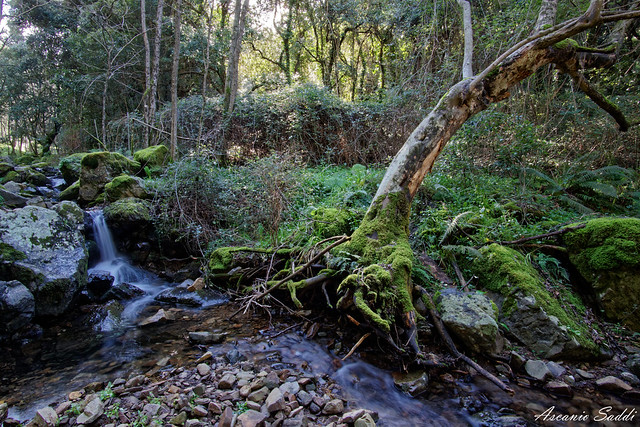 Cascatella e albero sradicato di Rio Perd’e Pibera (Gonnosfanadiga)