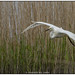 Great white Egret