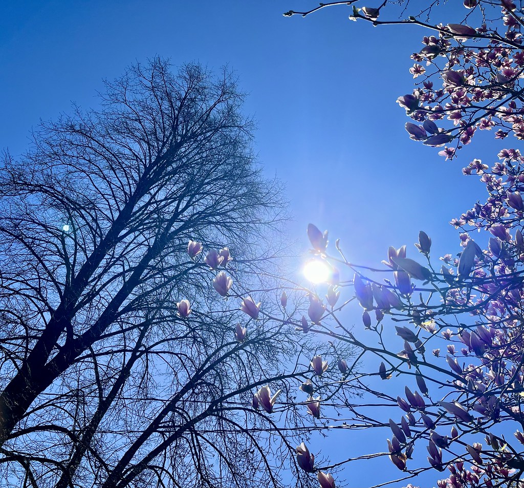 Magnolia Blossoms Under the Sun