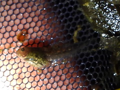 Wasserfroschkauli bei Amphibienfortbildung