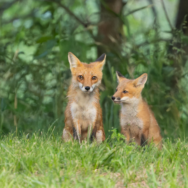 Red Fox - adult and kit