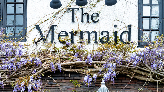 Wisteria in flower, Mermaid, Wightwick