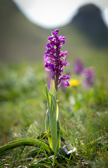 Cressbrook Dale early purple orchids