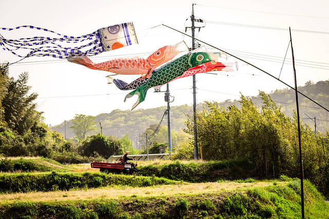 里の鯉のぼり #1ーCarp Streamers over a Village #1