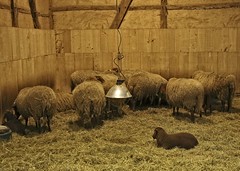 Genk, Freilichtmuseum Bokrijk, 15, Bauernhof de Saint-Trond, glückliche Tiere