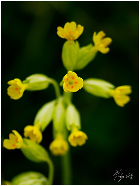 Spring Cowslips