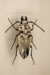 Log-boring Beetle