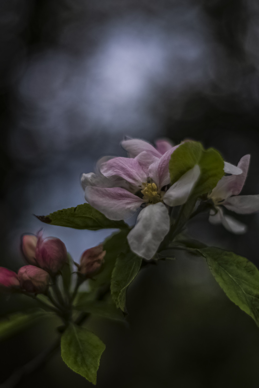 Apple Blossom Time