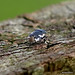 IMG_5373. Pied Shieldbug (Tritomegas bicolor, Cydnidae)