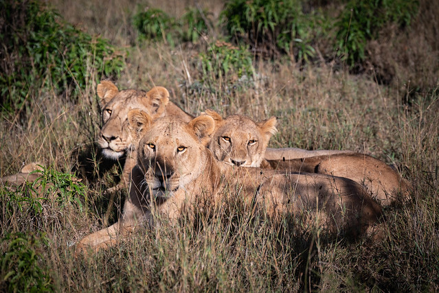 A dangerous trio. Ol Pejeta conservancy, Kenya